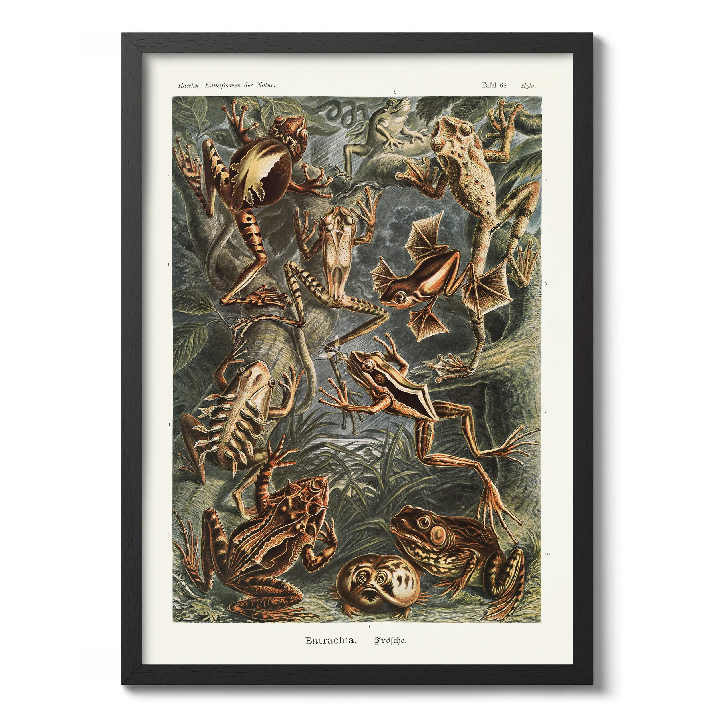 Batrachia :Ernst Haeckel