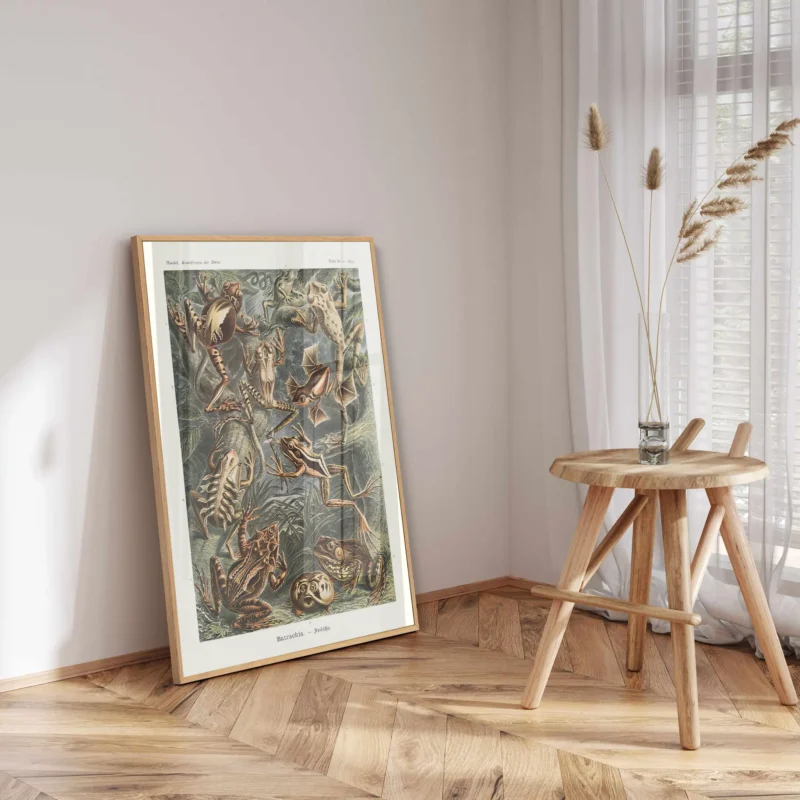 Batrachia :Ernst Haeckel