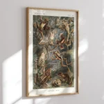 Batrachia :Ernst Haeckel