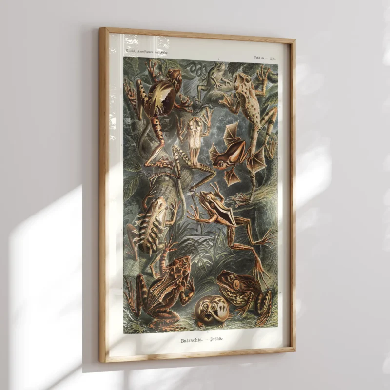 Batrachia :Ernst Haeckel