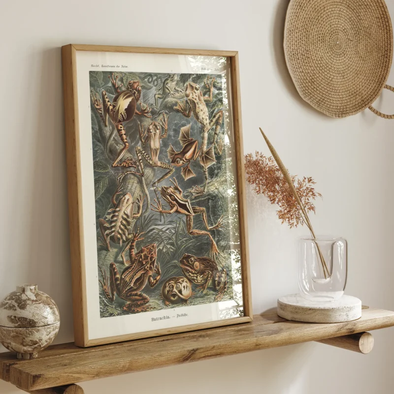 Batrachia :Ernst Haeckel