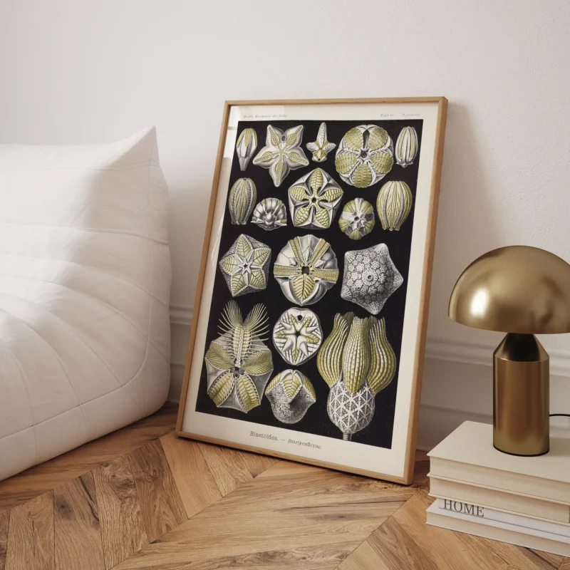 Blastoïde :Ernst Haeckel