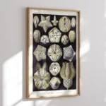 Blastoïde :Ernst Haeckel
