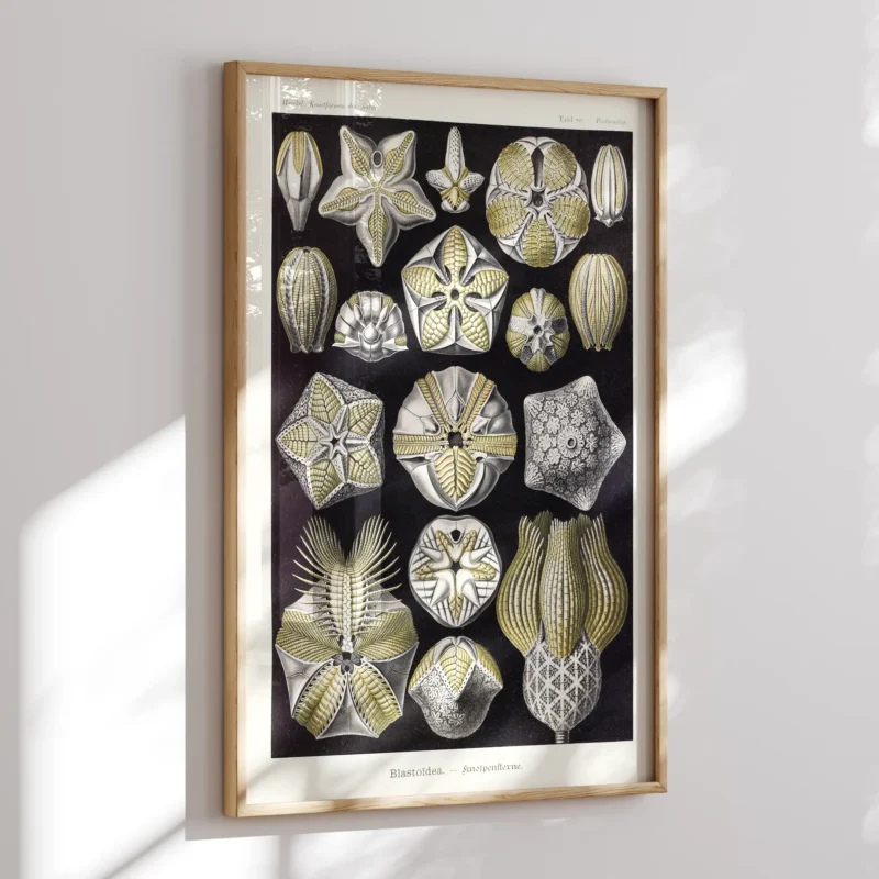 Blastoïde :Ernst Haeckel