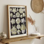 Blastoïde :Ernst Haeckel
