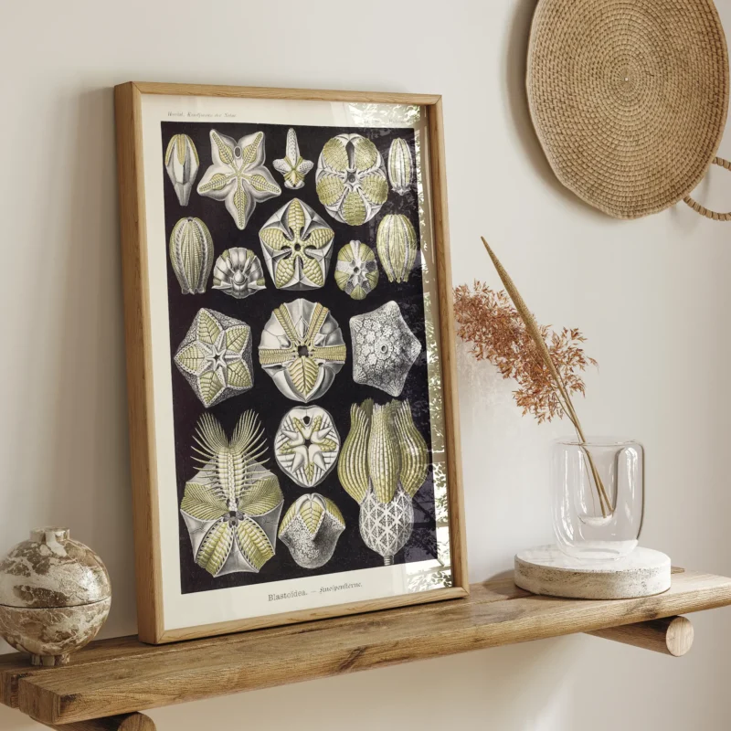 Blastoïde :Ernst Haeckel