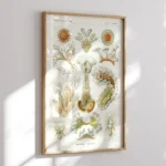Bryozoa :Ernst Haeckel