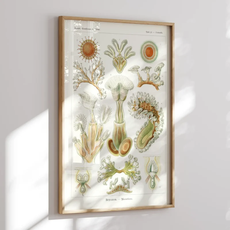 Bryozoa :Ernst Haeckel