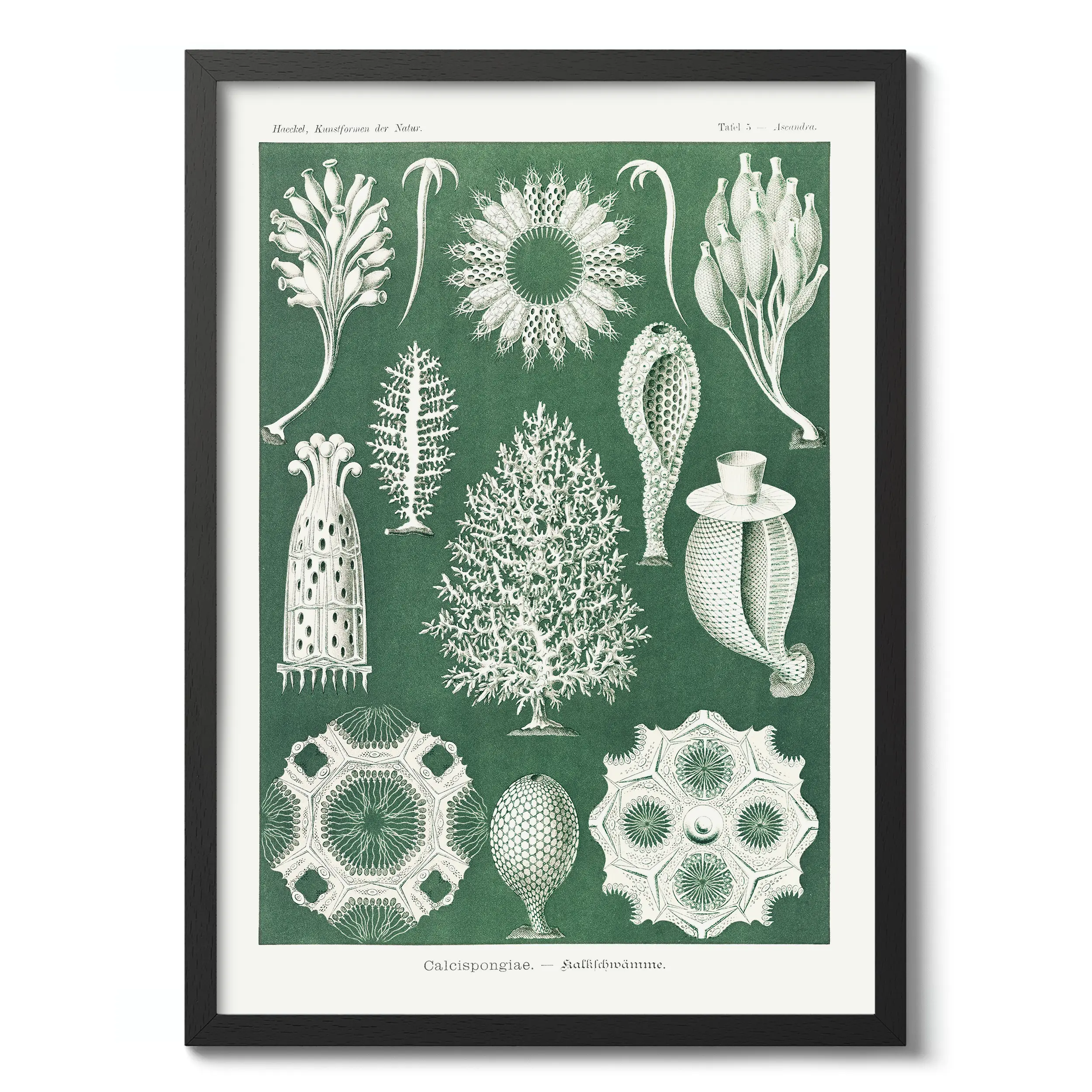 Calcispongiae :Ernst Haeckel