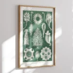 Calcispongiae :Ernst Haeckel