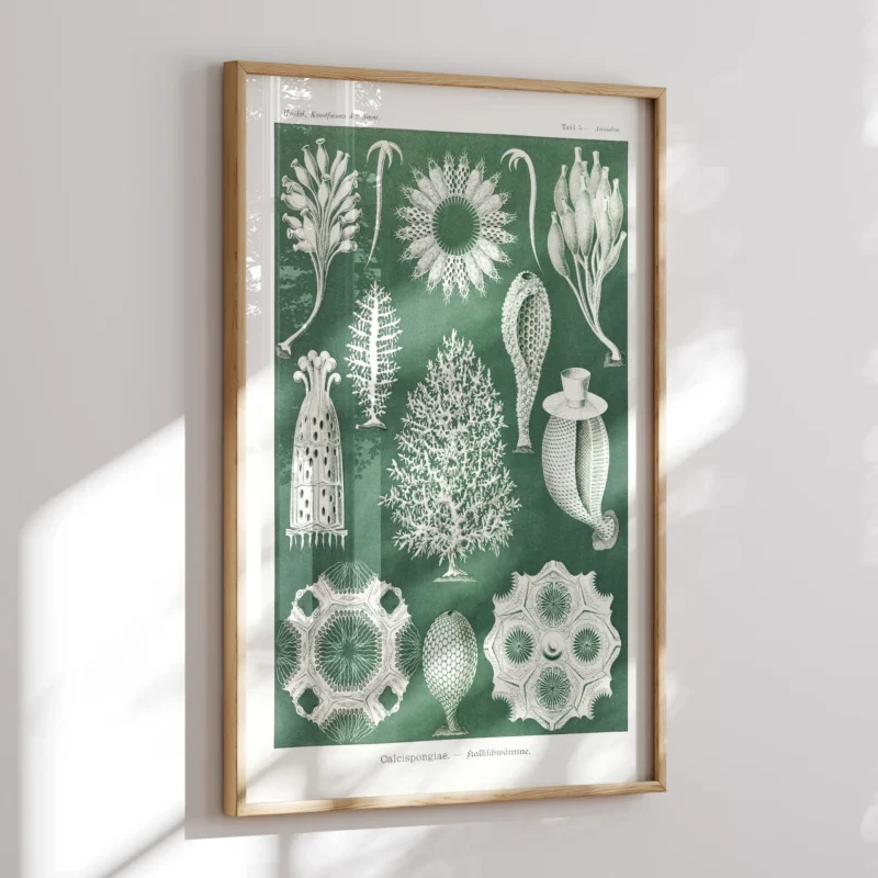Calcispongiae :Ernst Haeckel