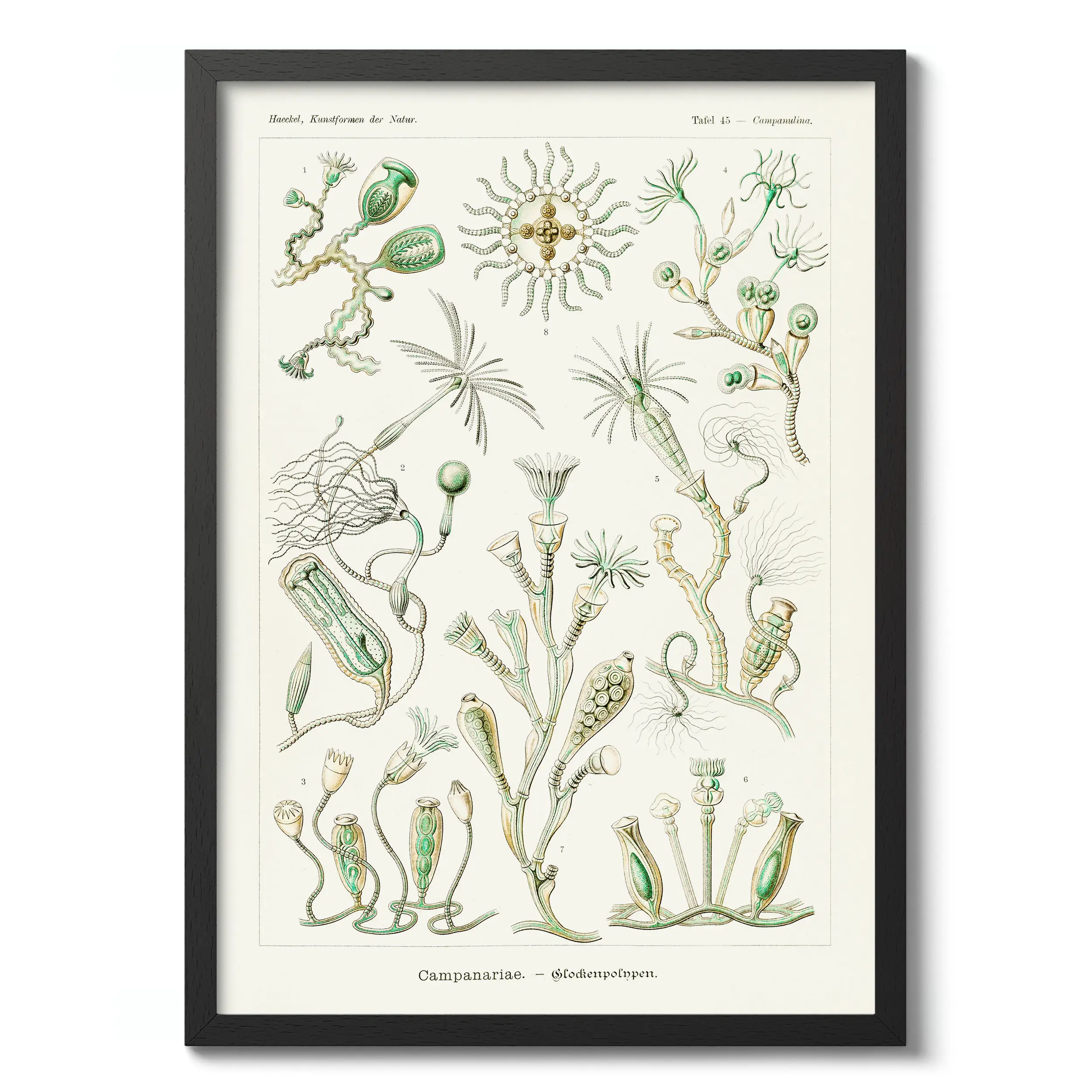 Campanariae :Ernst Haeckel