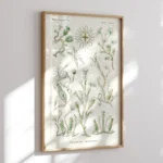 Campanariae :Ernst Haeckel