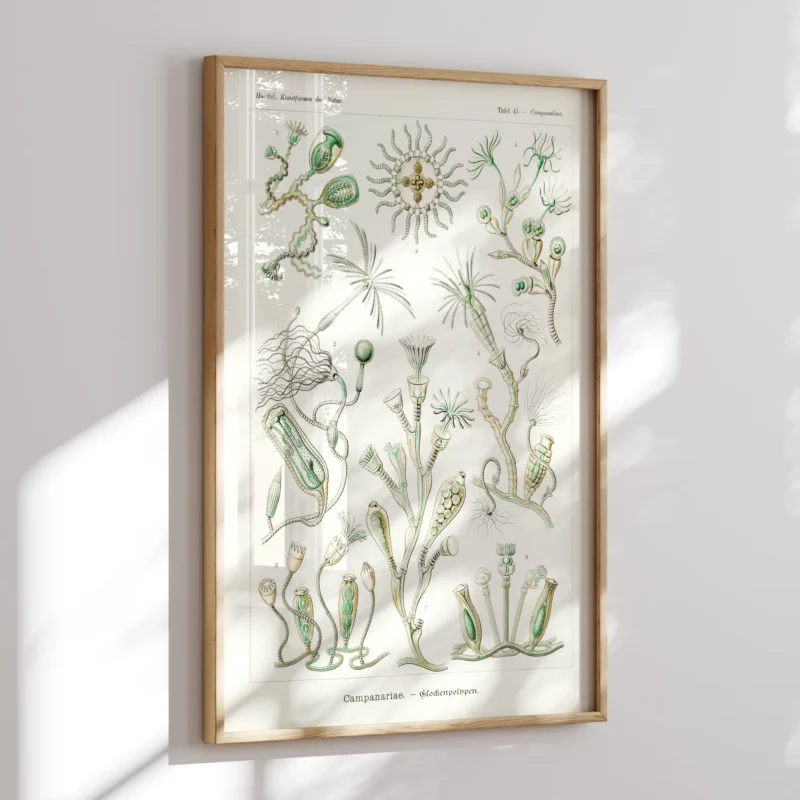 Campanariae :Ernst Haeckel