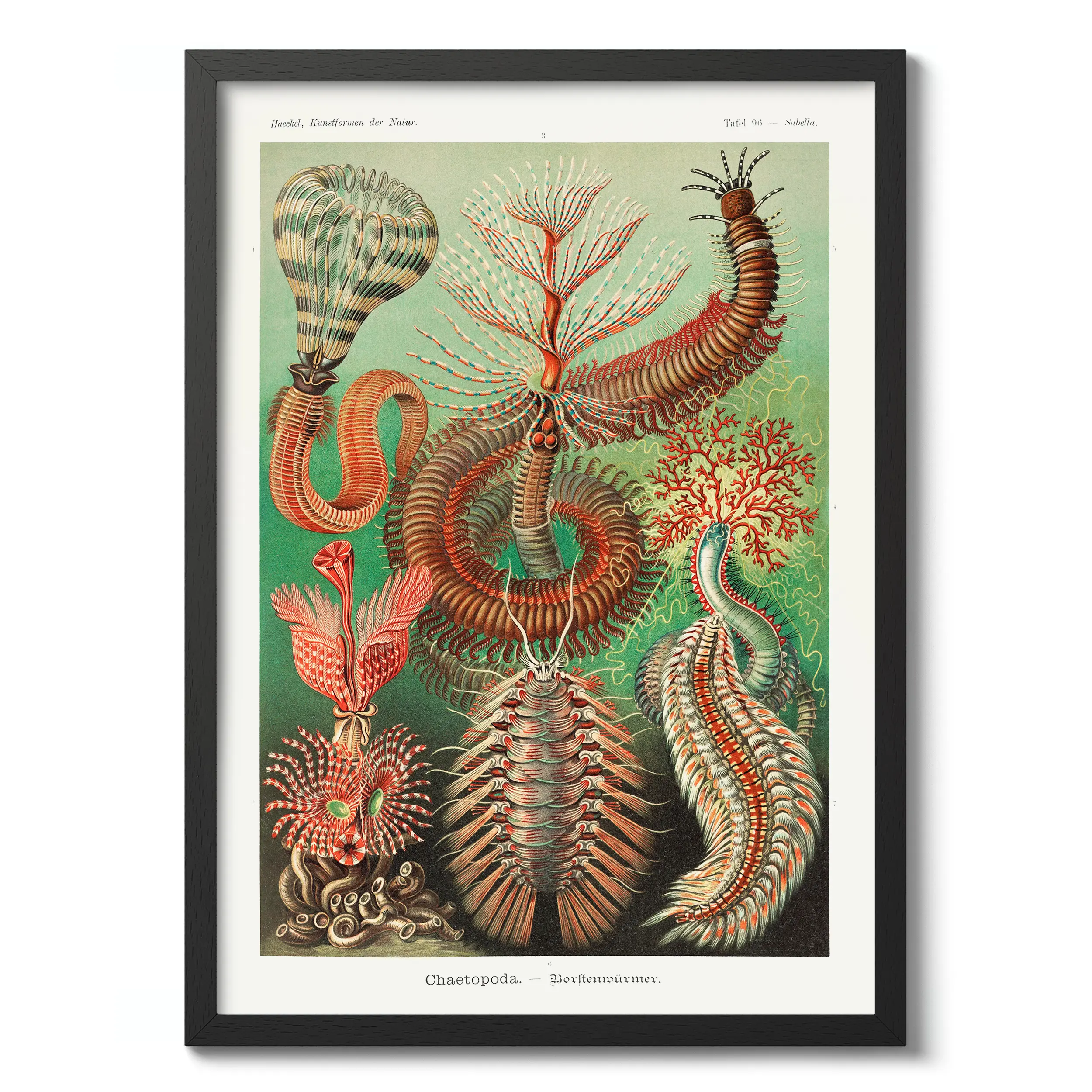 Chaetopoda :Ernst Haeckel