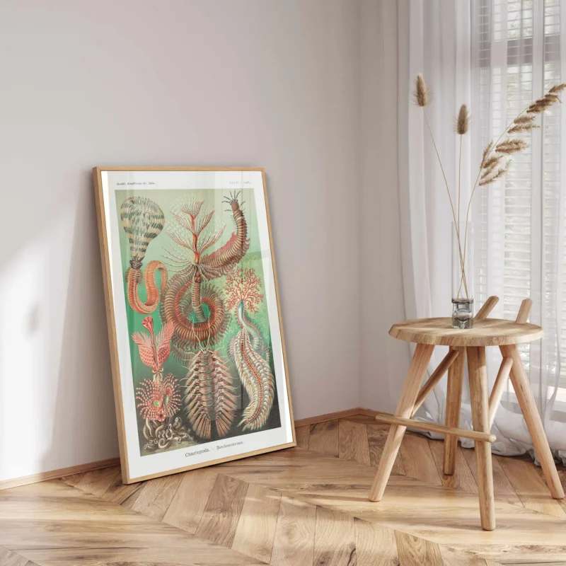 Chaetopoda :Ernst Haeckel