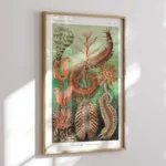 Chaetopoda :Ernst Haeckel