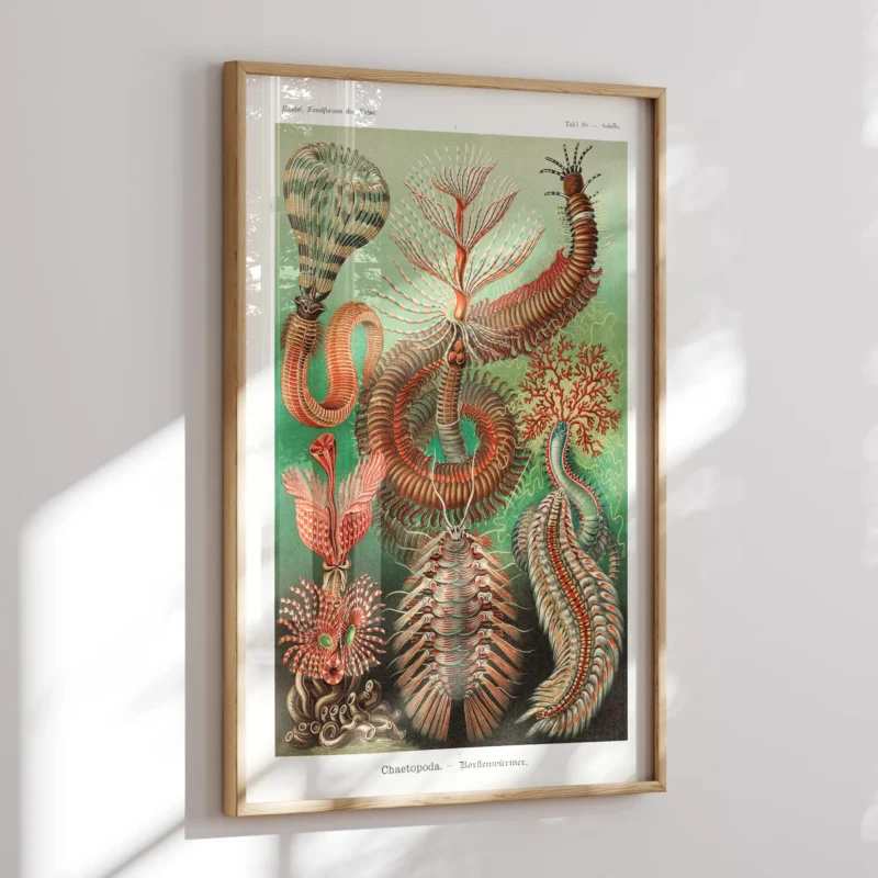 Chaetopoda :Ernst Haeckel