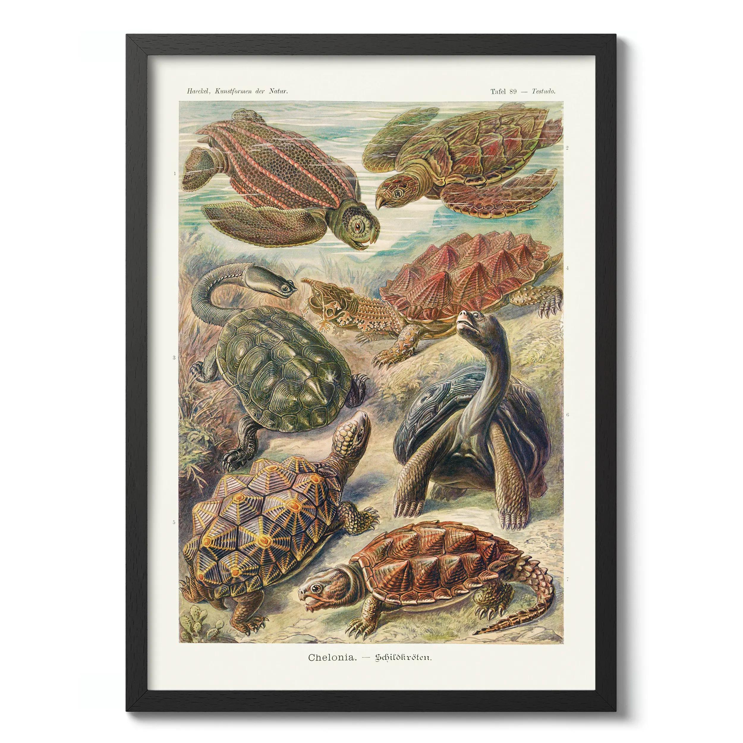 Chelonia :Ernst Haeckel