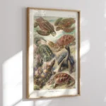 Chelonia :Ernst Haeckel