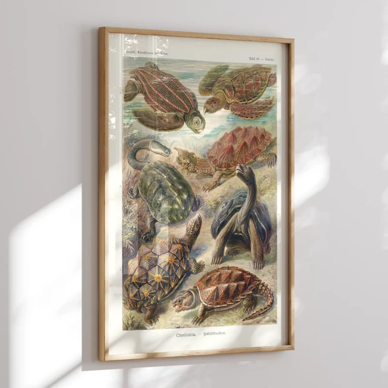Chelonia :Ernst Haeckel