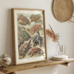 Chelonia :Ernst Haeckel