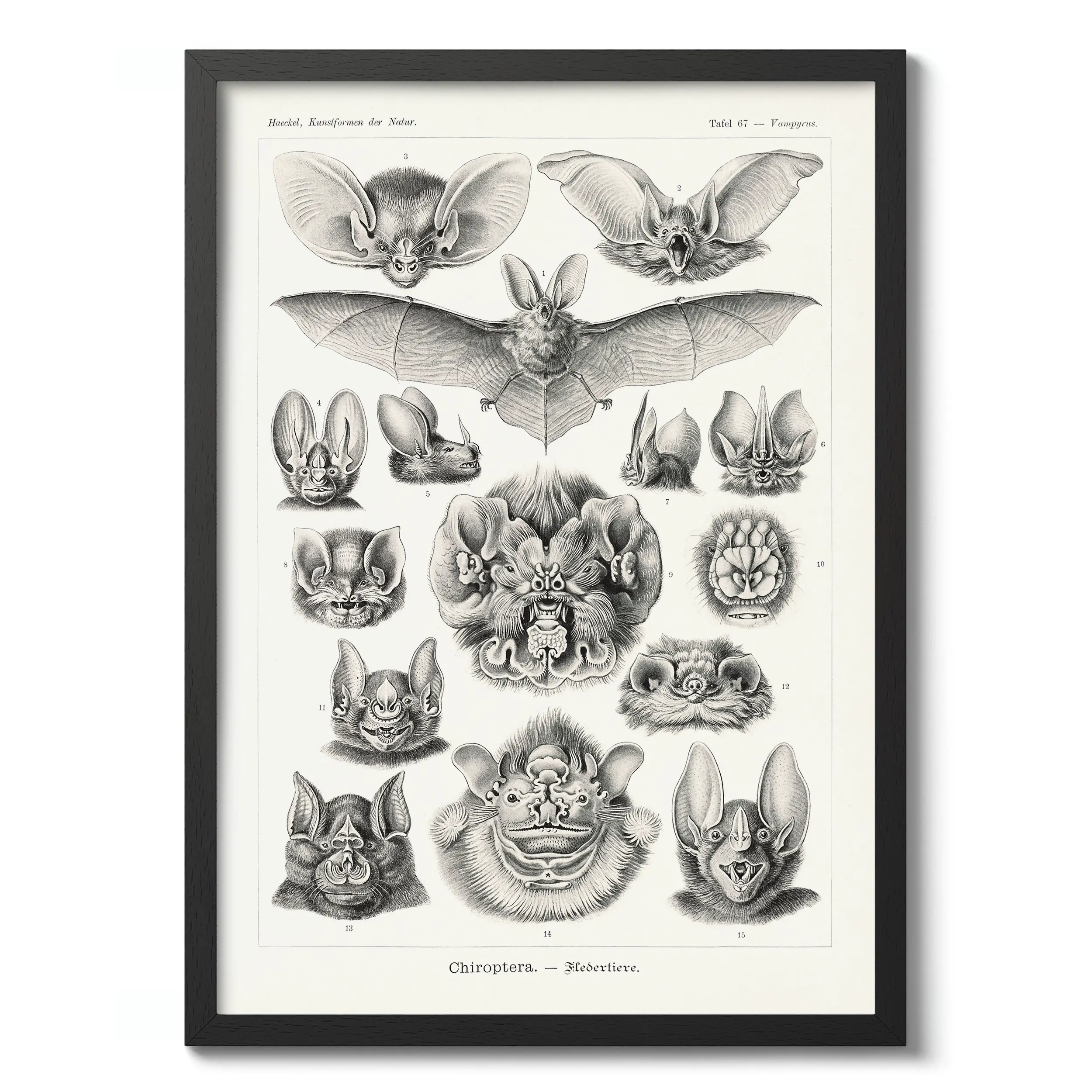 Chiroptera :Ernst Haeckel