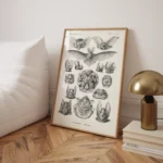Chiroptera :Ernst Haeckel