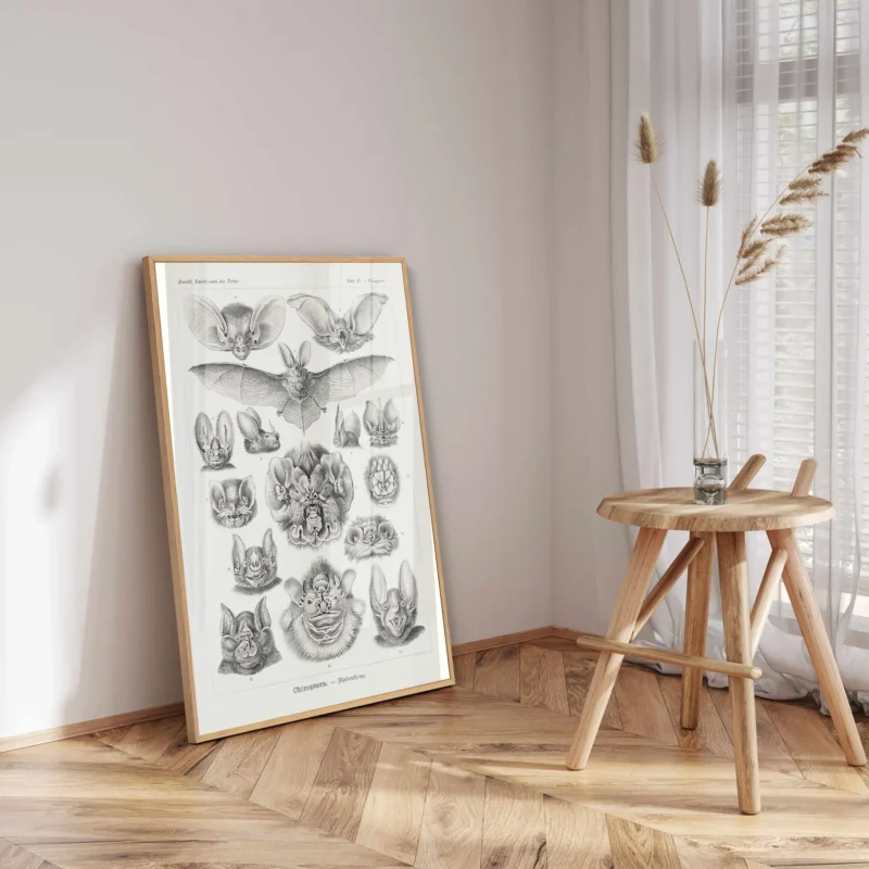 Chiroptera :Ernst Haeckel