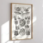 Chiroptera :Ernst Haeckel
