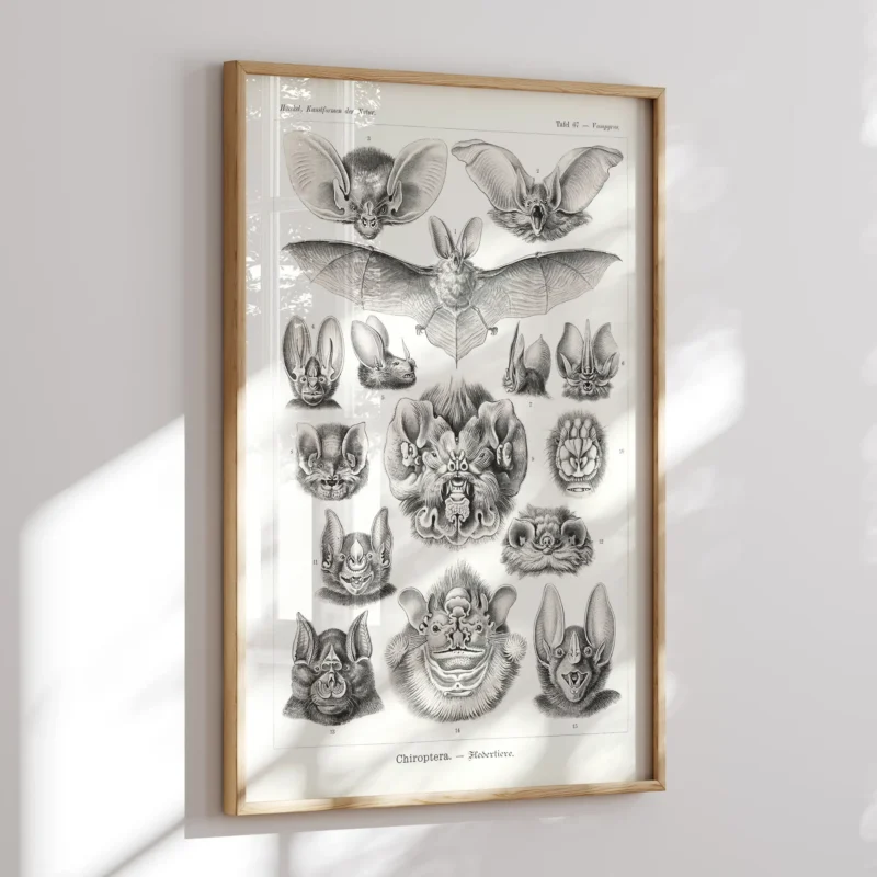 Chiroptera :Ernst Haeckel