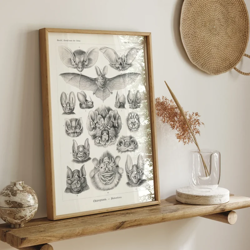 Chiroptera :Ernst Haeckel