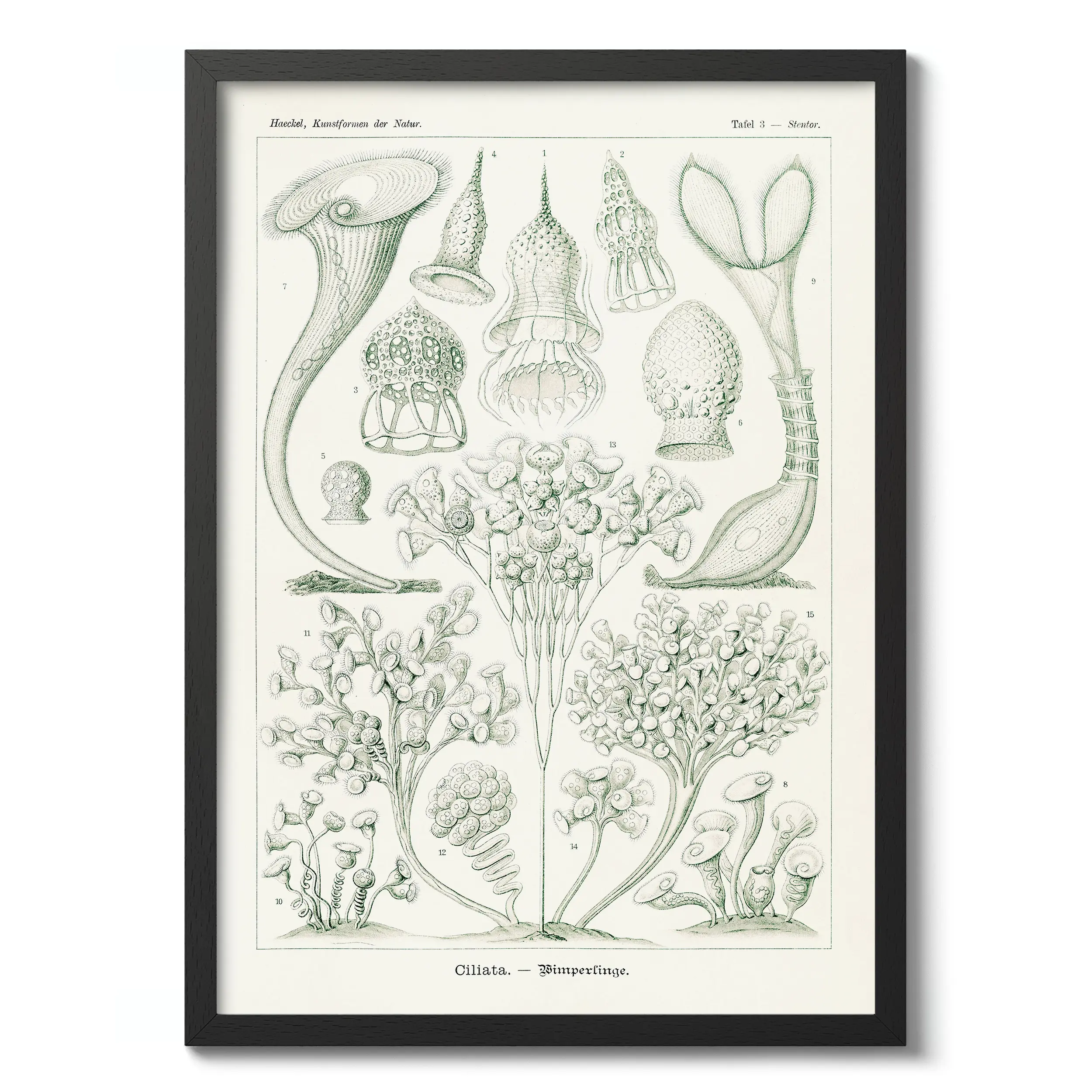 Ciliata :Ernst Haeckel