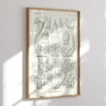 Ciliata :Ernst Haeckel