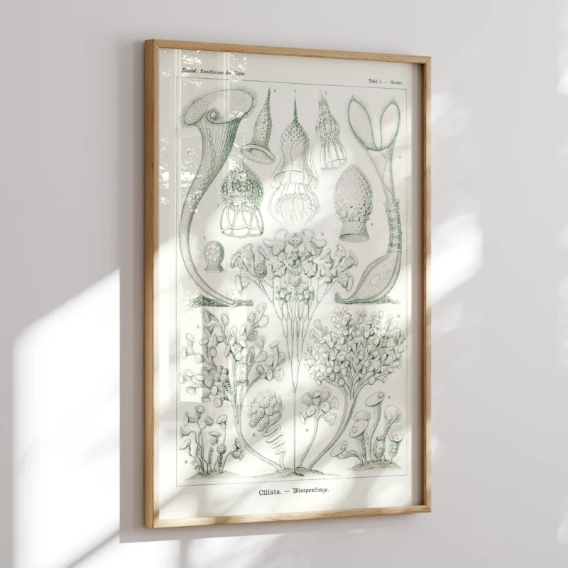 Ciliata :Ernst Haeckel