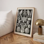 Cirripedia :Ernst Haeckel
