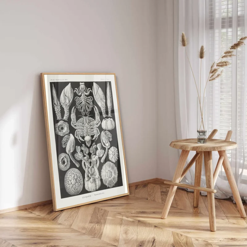 Cirripedia :Ernst Haeckel