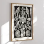 Cirripedia :Ernst Haeckel