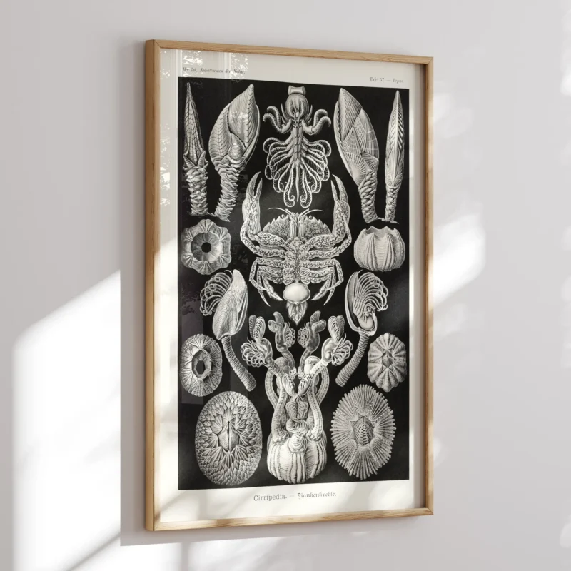 Cirripedia :Ernst Haeckel