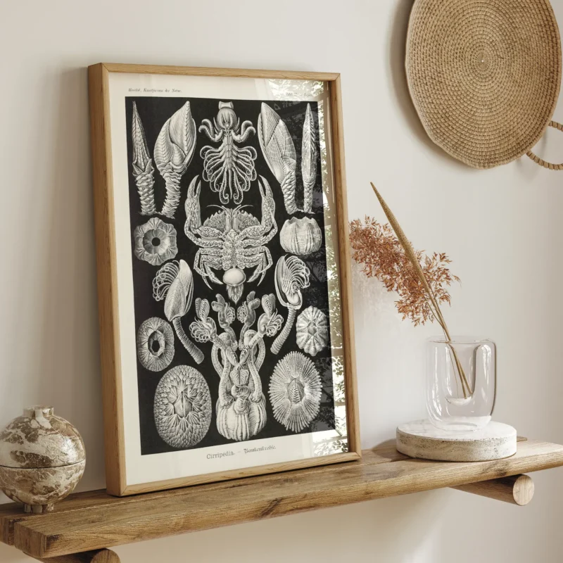 Cirripedia :Ernst Haeckel