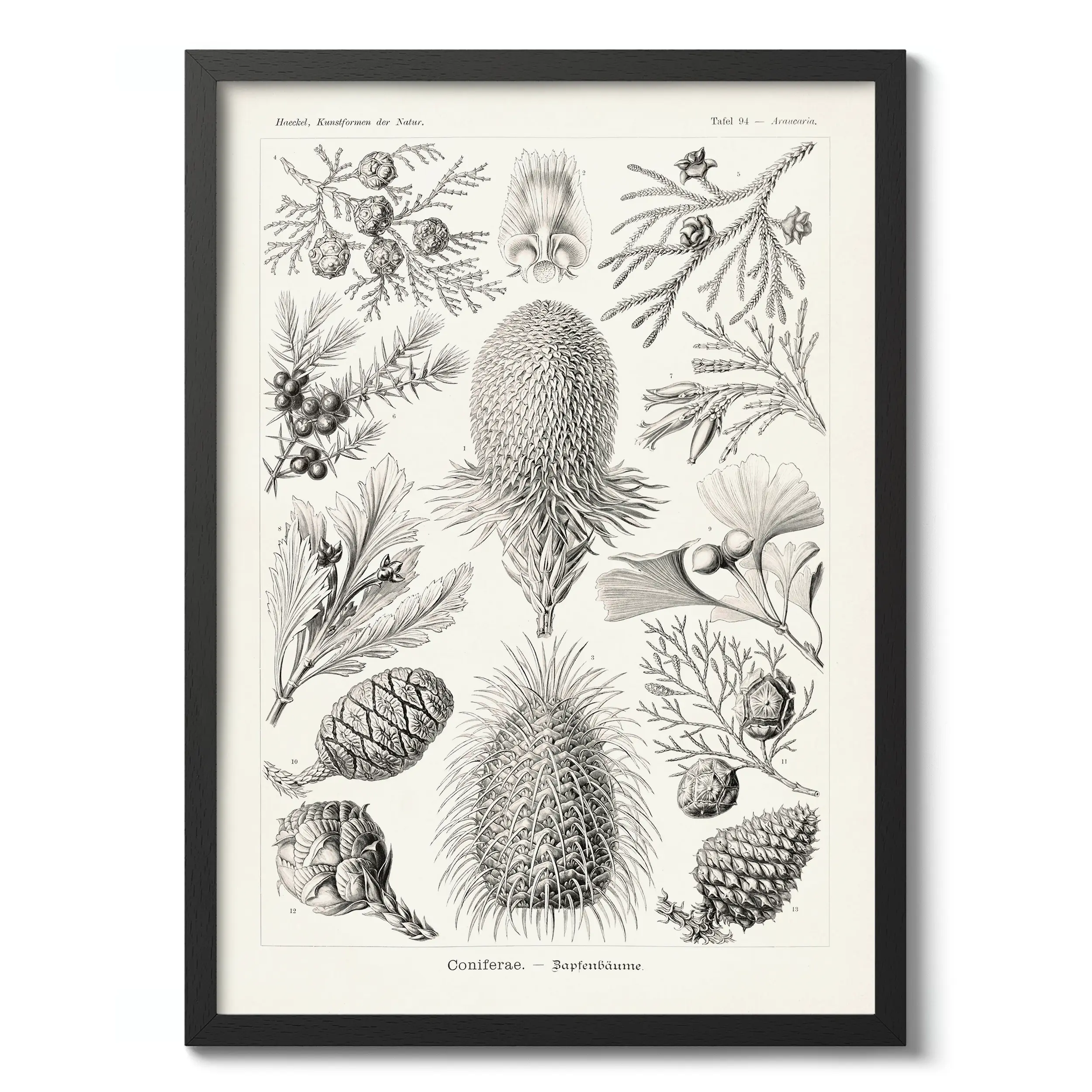 Coniferae :Ernst Haeckel