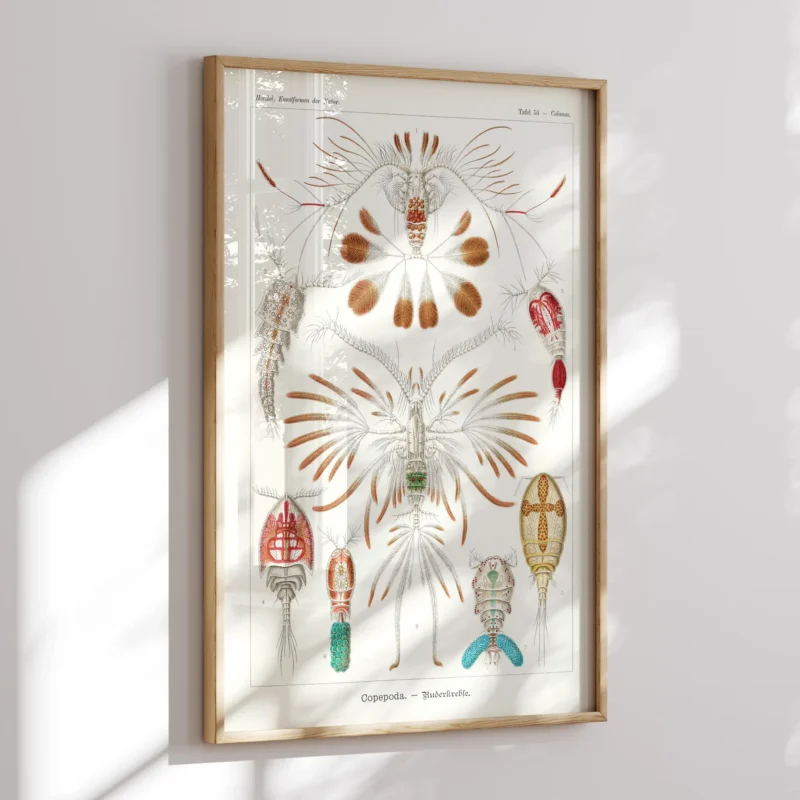 Copepoda