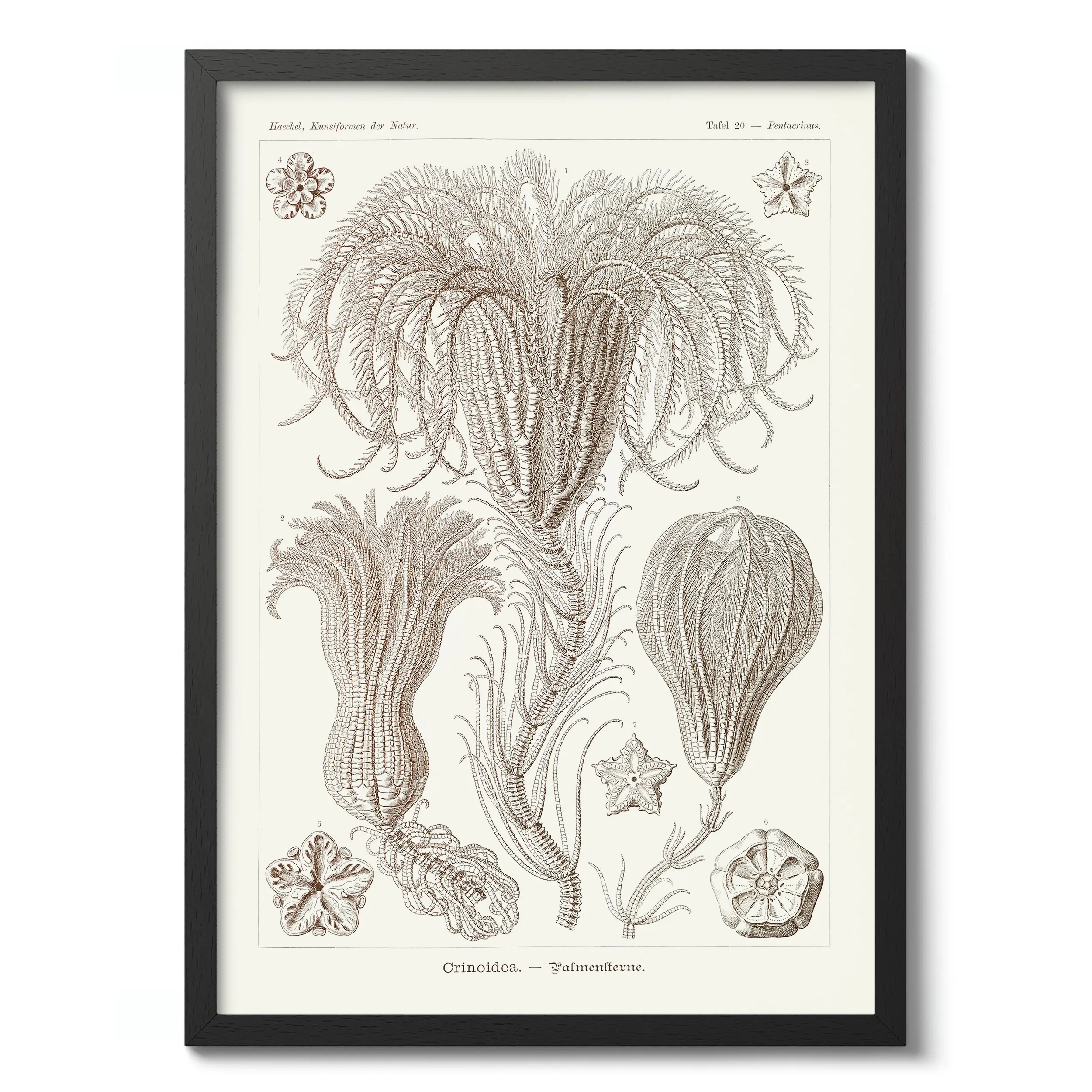 Crinoidea :Ernst Haeckel