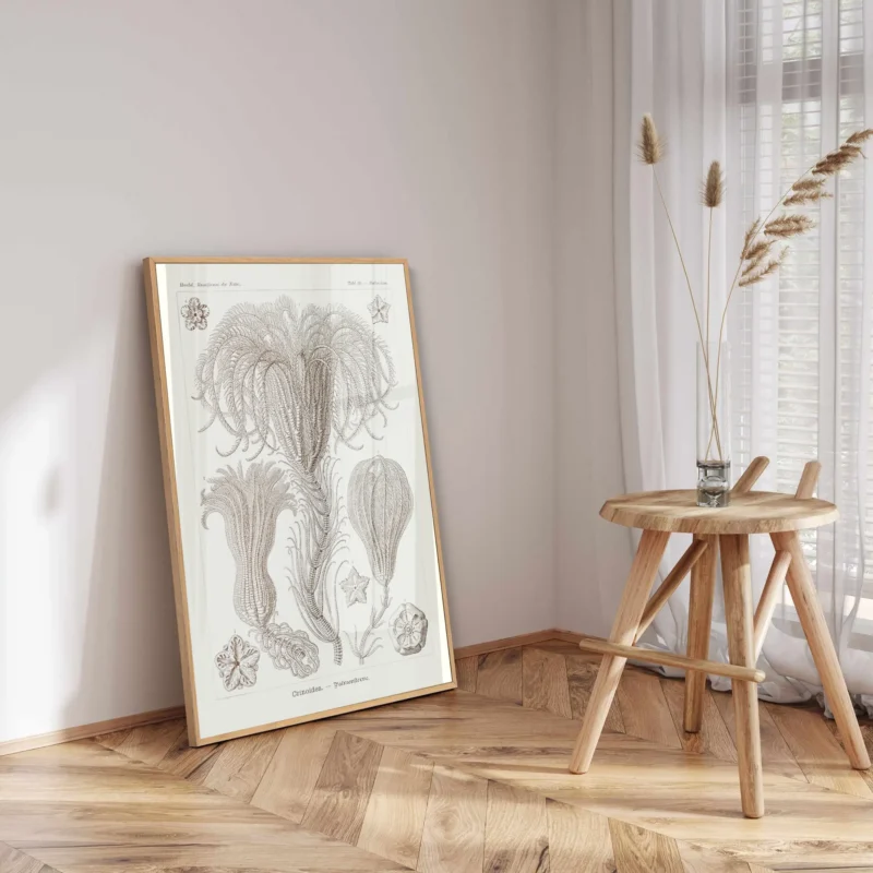 Crinoidea :Ernst Haeckel