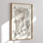 Crinoidea :Ernst Haeckel