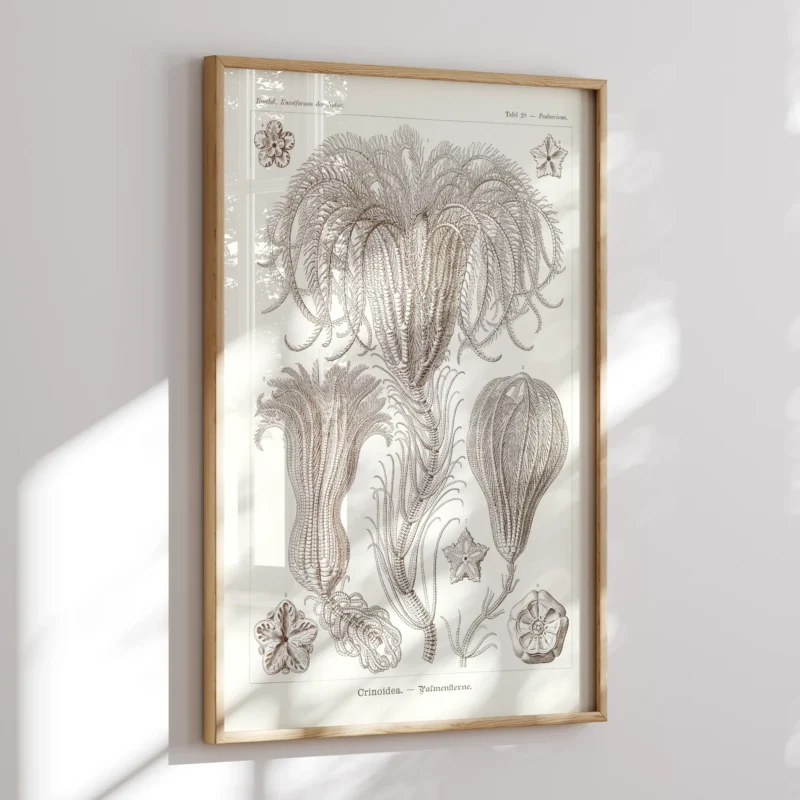 Crinoidea :Ernst Haeckel