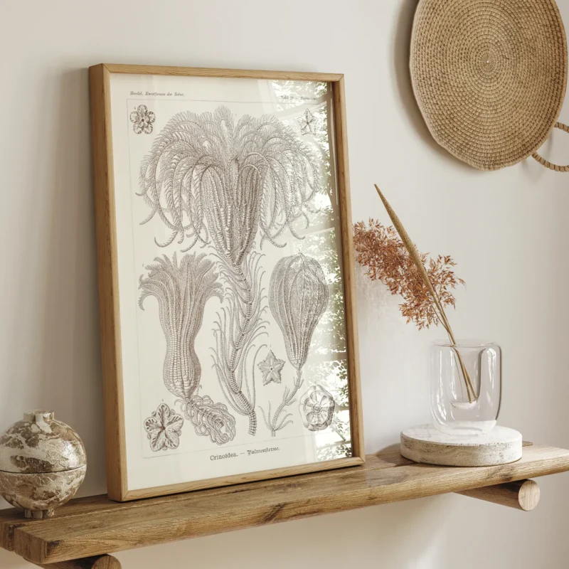 Crinoidea :Ernst Haeckel