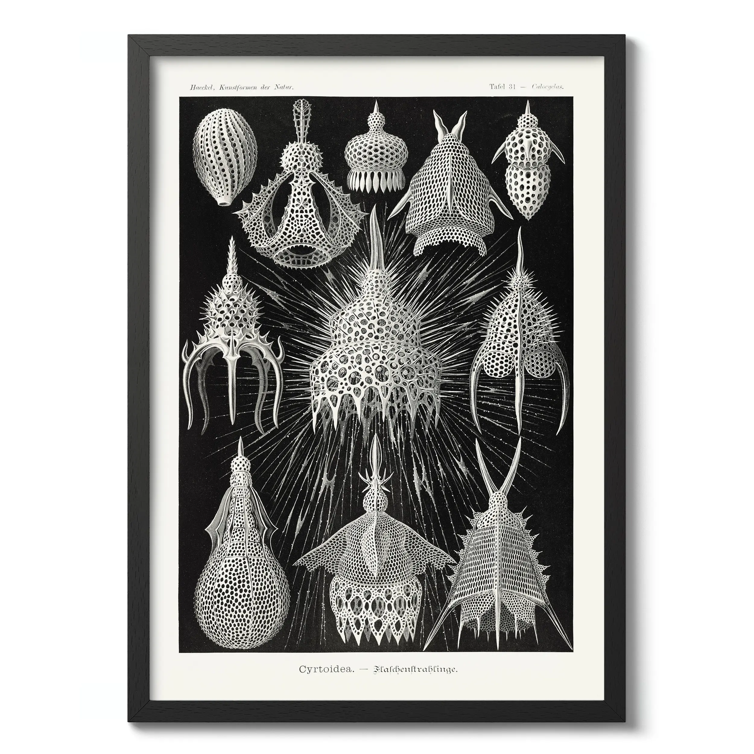 Crytoidea :Ernst Haeckel