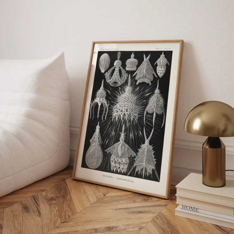 Crytoidea :Ernst Haeckel