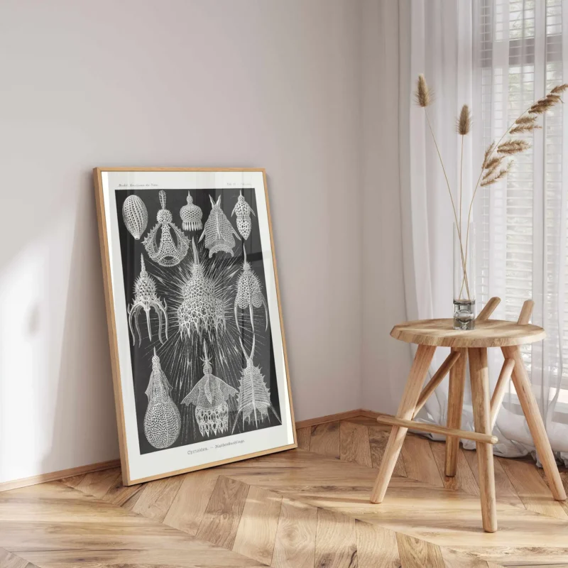 Crytoidea :Ernst Haeckel